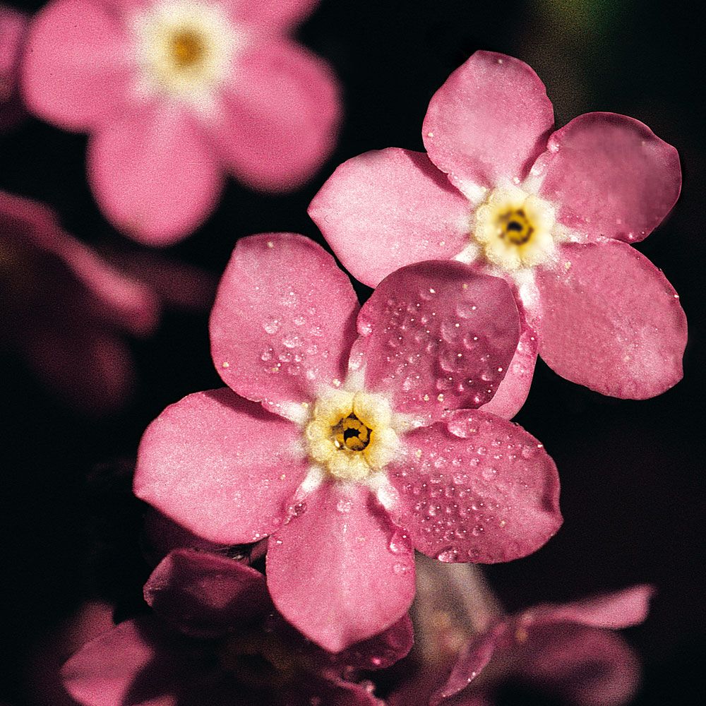 Skogforglemmegei 'Rosylva' i gruppen Frø / Ettårige blomster hos Impecta Fröhandel (8578)