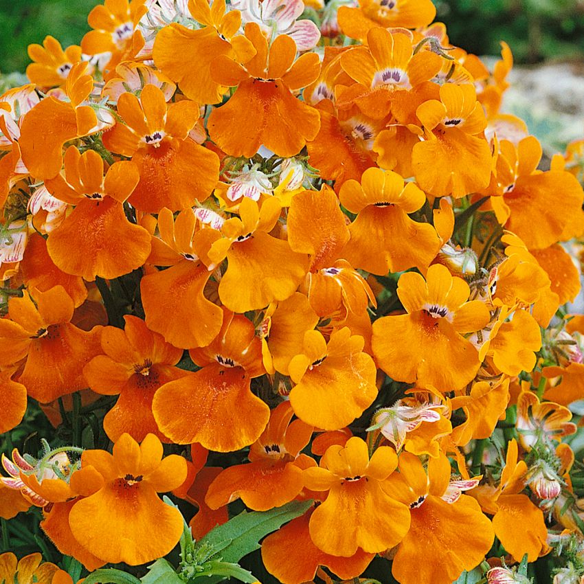 Nemesia 'Orange Prince' i gruppen Frø / Ettårige blomster hos Impecta Fröhandel (8581)