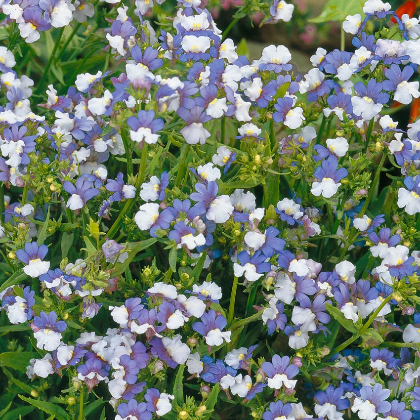Blå nemesia 'KLM' i gruppen Frø / Ettårige blomster hos Impecta Fröhandel (8582)