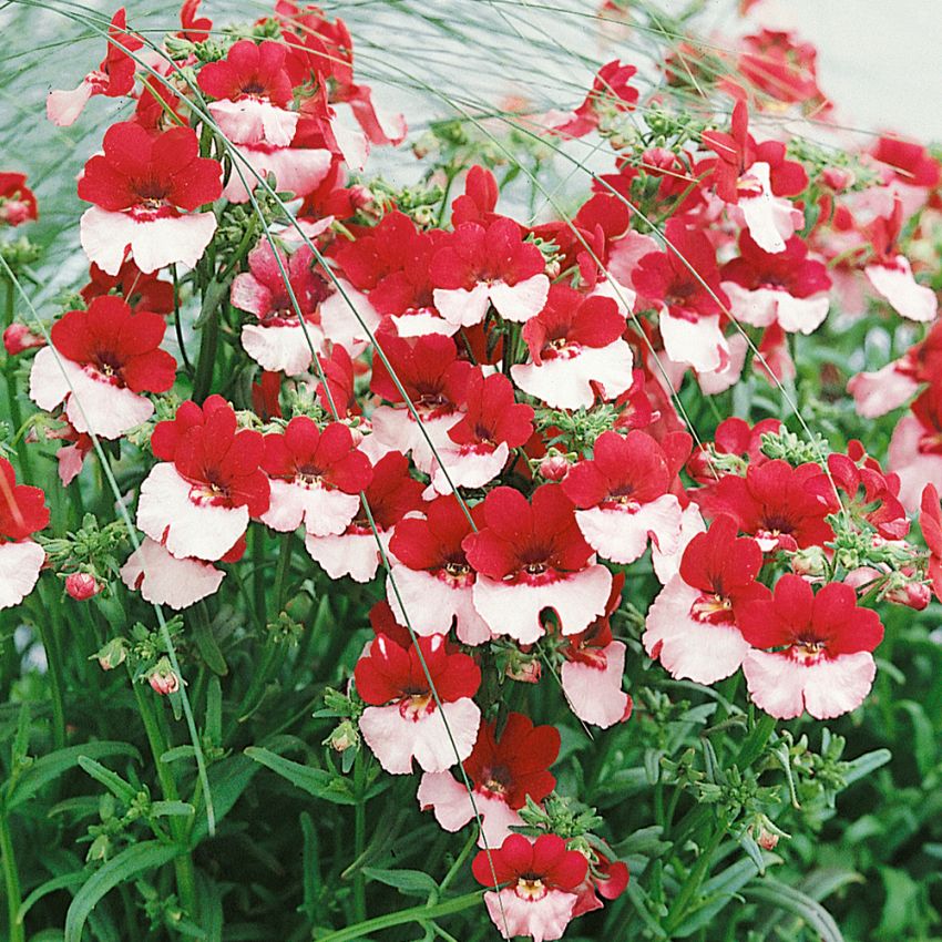 Nemesia 'Danish Flag' i gruppen Frø / Ettårige blomster hos Impecta Fröhandel (8584)