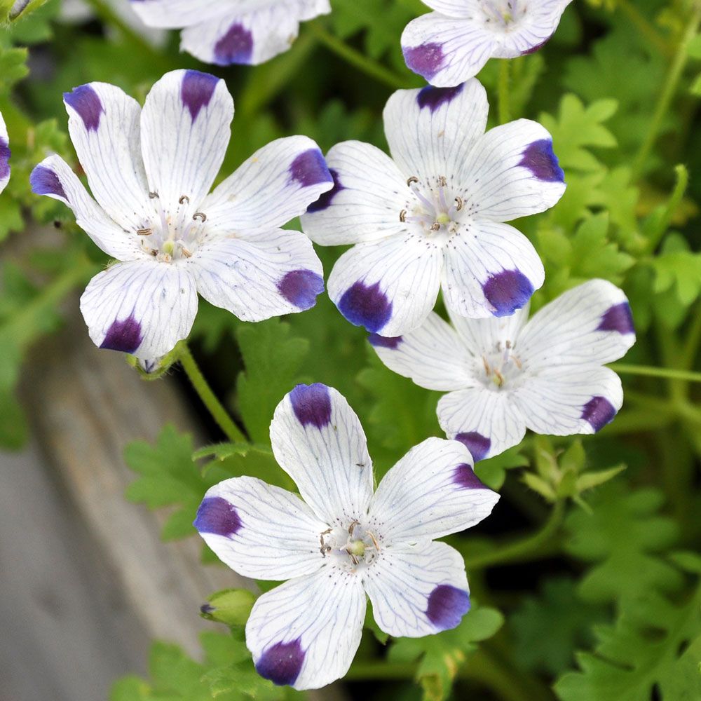 Flekkøye i gruppen Frø / Ettårige blomster hos Impecta Fröhandel (8591)