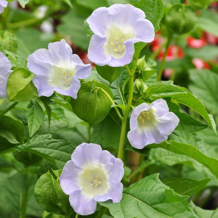 Giftbær i gruppen Frø / Ettårige blomster hos Impecta Fröhandel (8595)