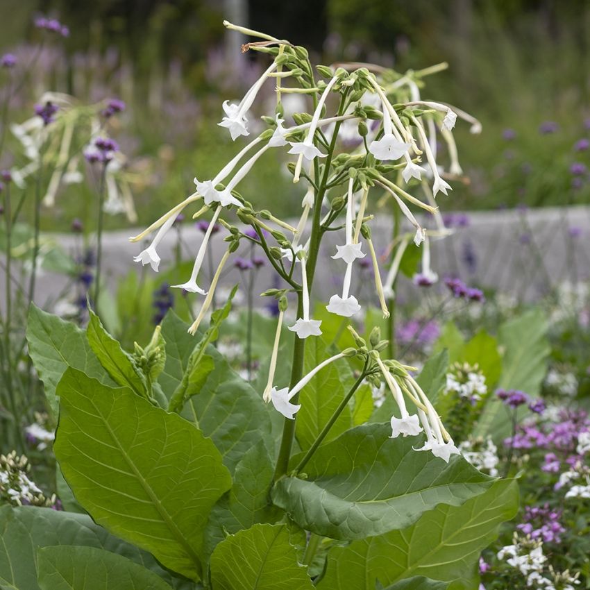 Skogtobakk 'Only the Lonely' i gruppen Frø / Ettårige blomster hos Impecta Fröhandel (8607)