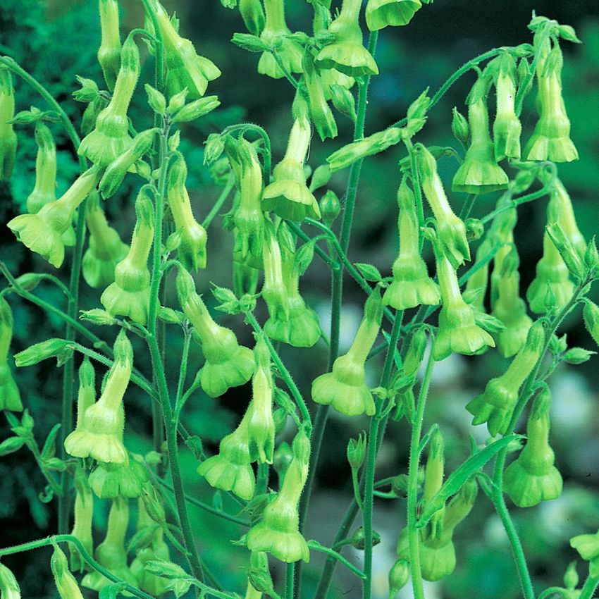 Prydtobakk 'Lemon Tree' i gruppen Frø / Ettårige blomster hos Impecta Fröhandel (8608)