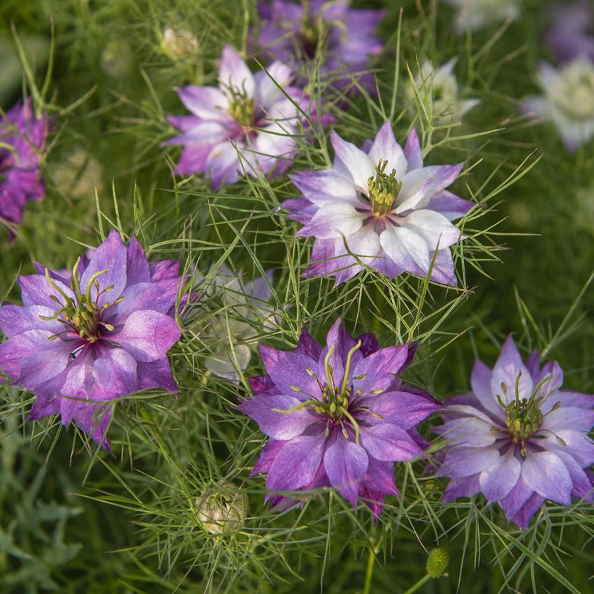 Damaskussvartfrø 'Miss Jekyll Rose' i gruppen Frø / Ettårige blomster hos Impecta Fröhandel (86137)