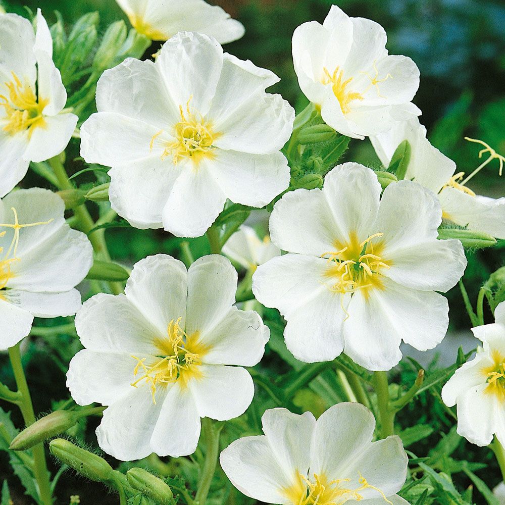 Duftnattlys 'Innocence' i gruppen Frø / Ettårige blomster hos Impecta Fröhandel (8616)