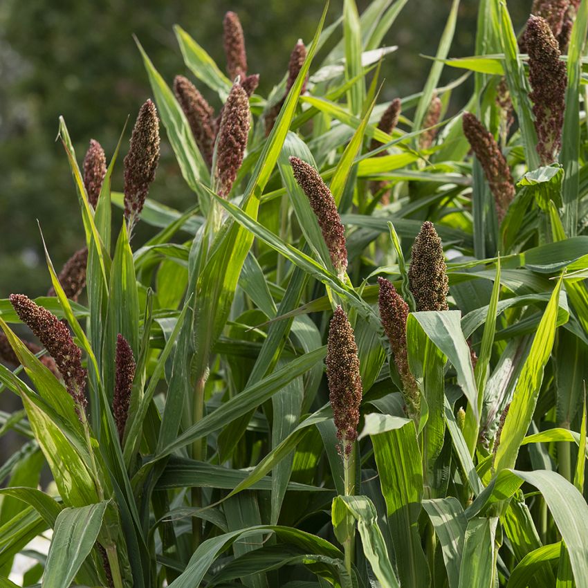 Prydhirse 'Hylander' i gruppen Frø / Ettårige blomster hos Impecta Fröhandel (86190)
