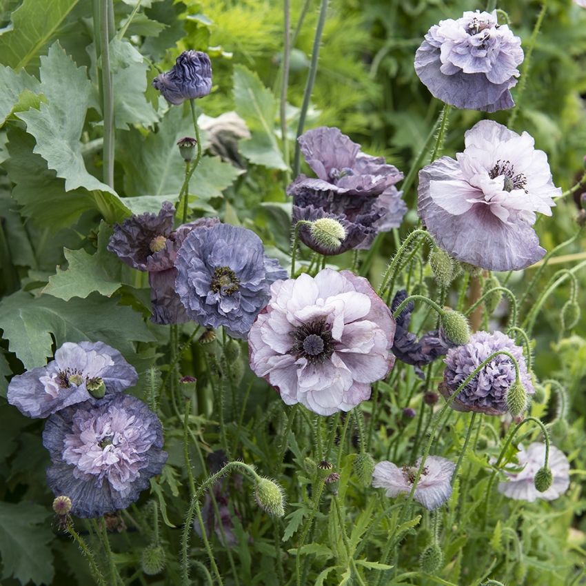 Kornvalmue 'Amazing Grey' i gruppen Frø / Ettårige blomster hos Impecta Fröhandel (86253)