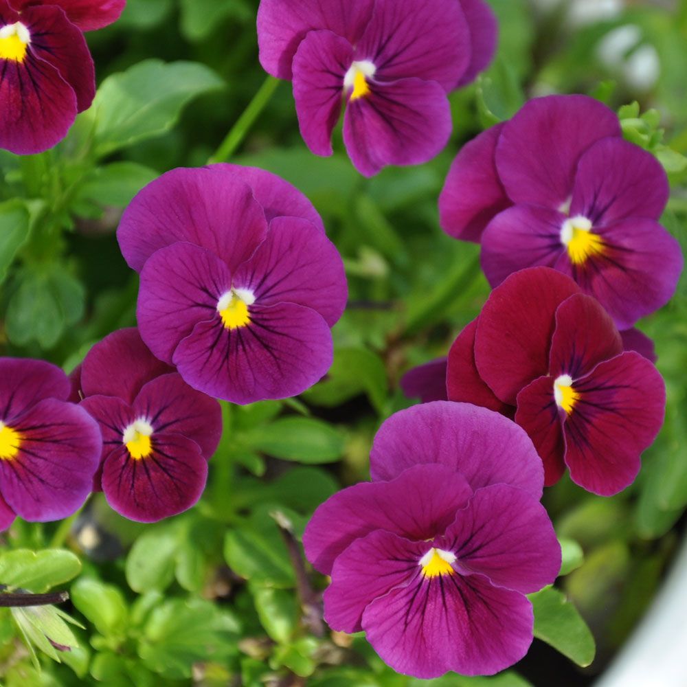 Hagefiol F1 'Sorbet Carmine Rose' i gruppen Frø / Ettårige blomster hos Impecta Fröhandel (86272)