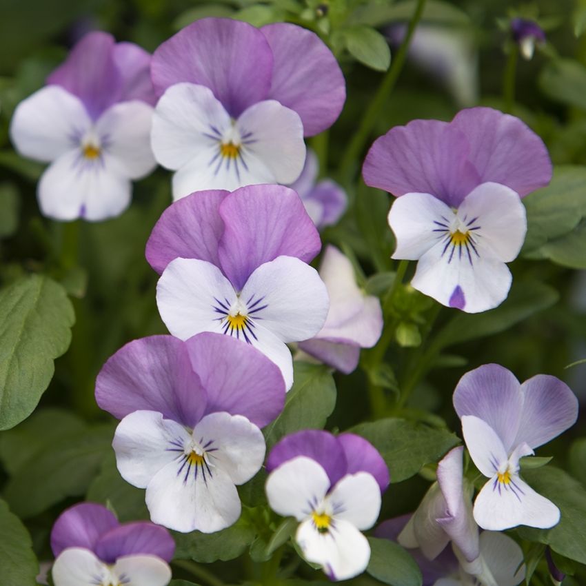Hagefiol F1 'Sorbet XP Pink Wing' i gruppen Frø / Ettårige blomster hos Impecta Fröhandel (86278)