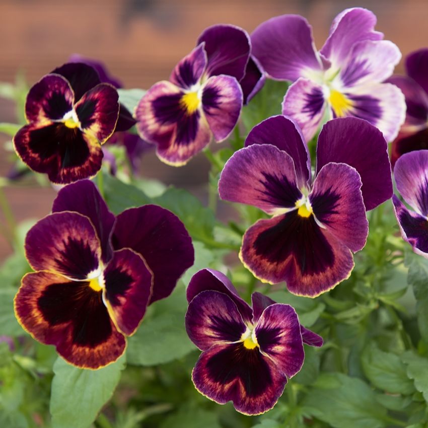 Hagestemorsblomst F1 'Spring Matrix Sangria' i gruppen Frø / Ettårige blomster hos Impecta Fröhandel (86282)