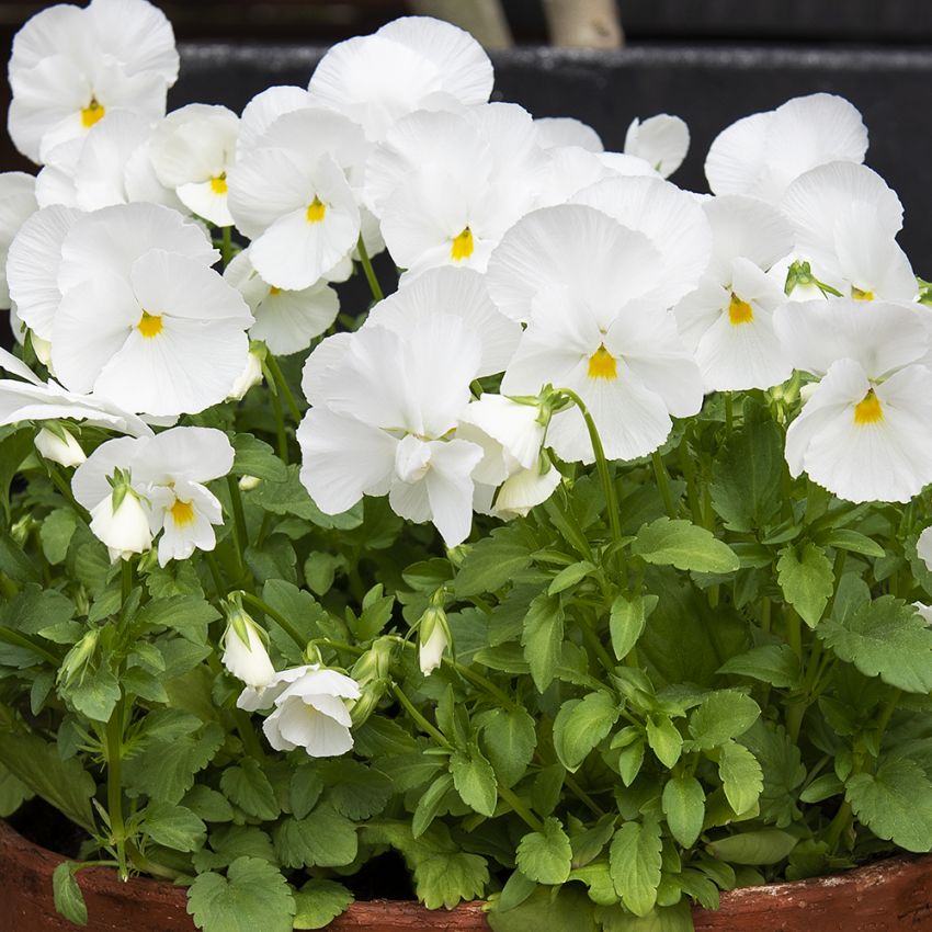 Hagefiol F1 ''Spring Matrix White''