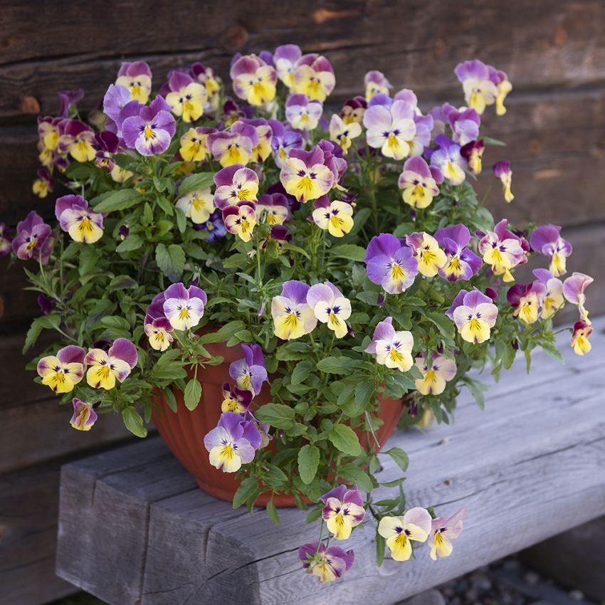 Hagestemorsblomst F1 'Cool Wave Strawberry Swirl' i gruppen Frø / Ettårige blomster hos Impecta Fröhandel (86292)