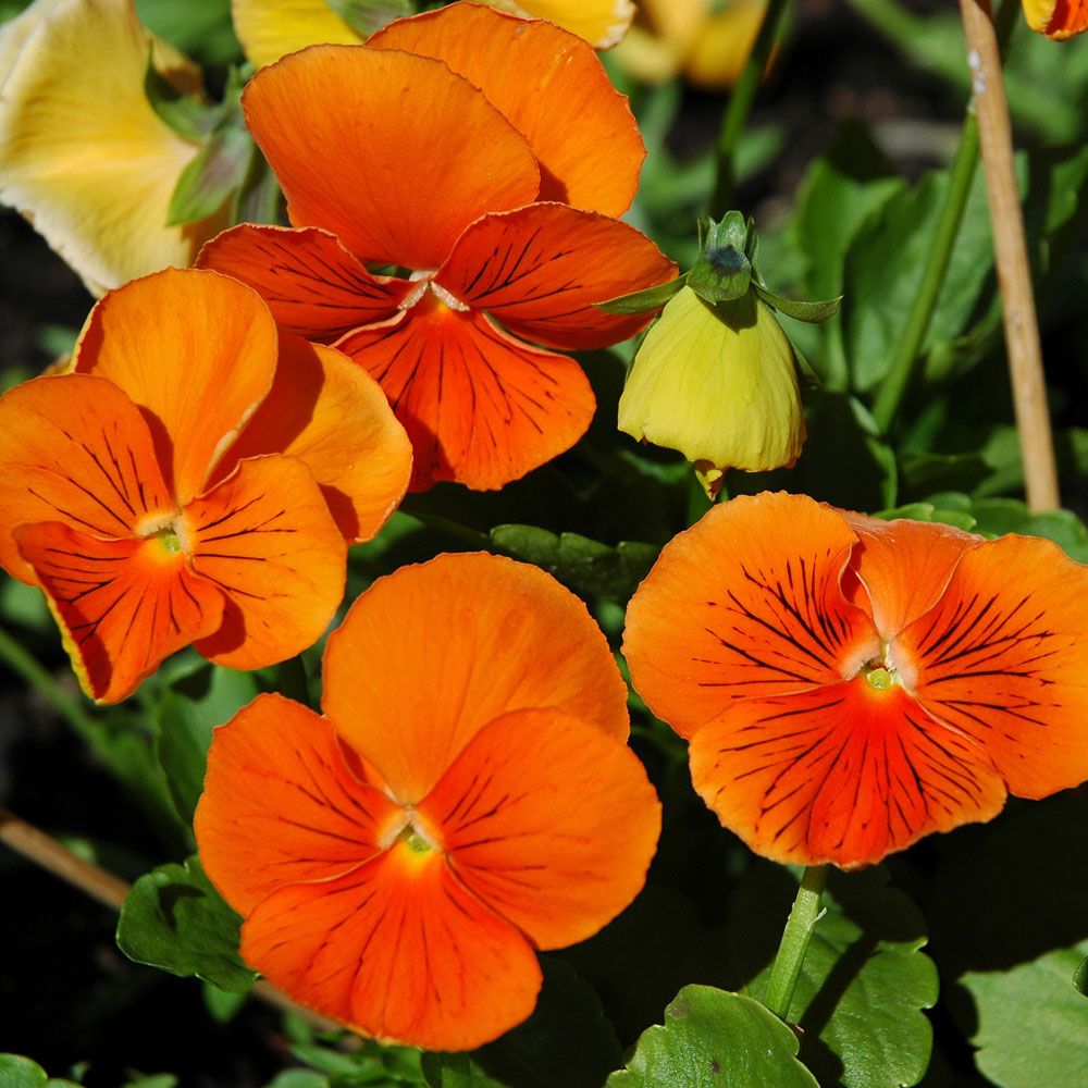 Hagestemorsblomst F1 'Cats Orange' i gruppen Frø / Ettårige blomster hos Impecta Fröhandel (8631)