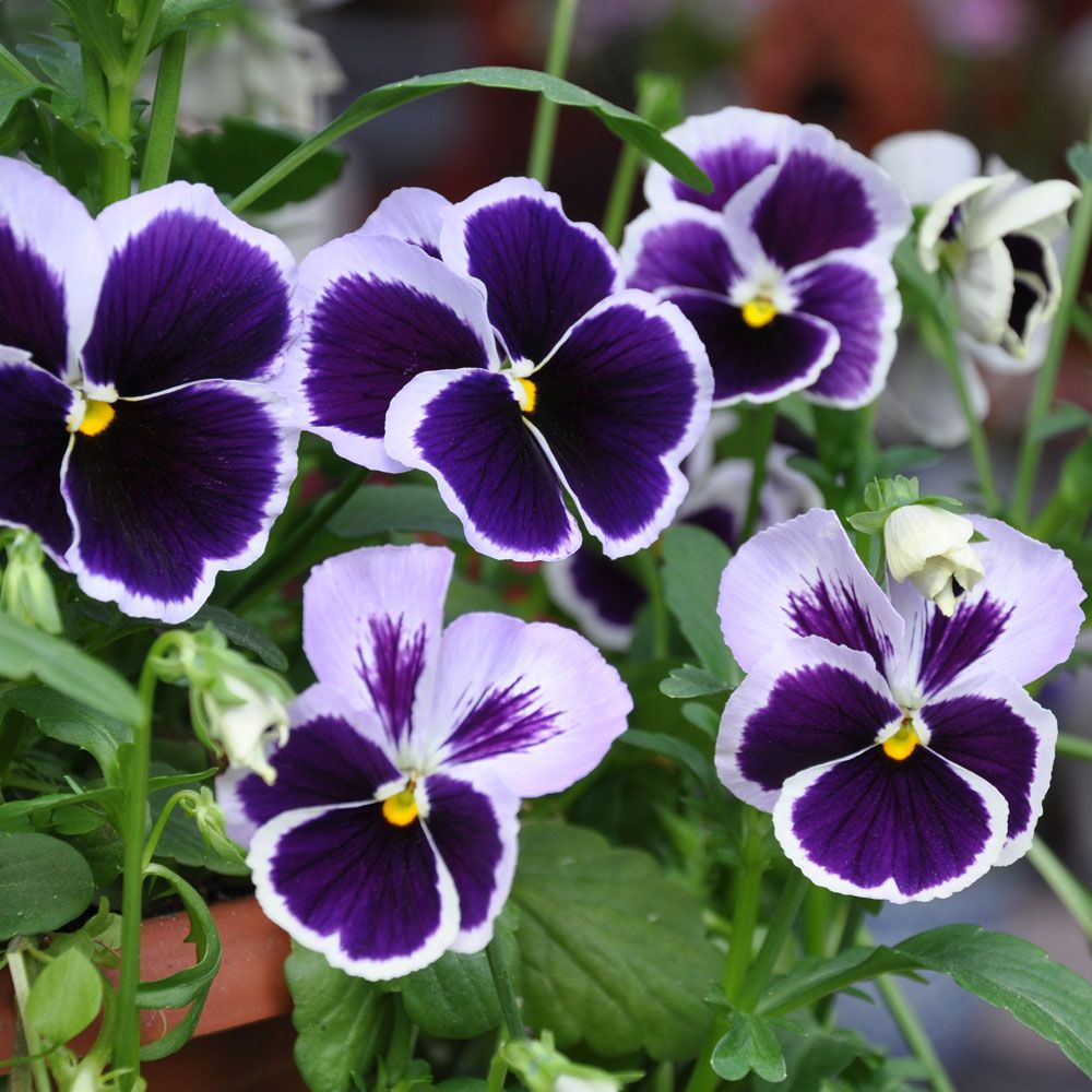 Hagestemorsblomst 'Spanish Eyes' i gruppen Frø / Ettårige blomster hos Impecta Fröhandel (86331)