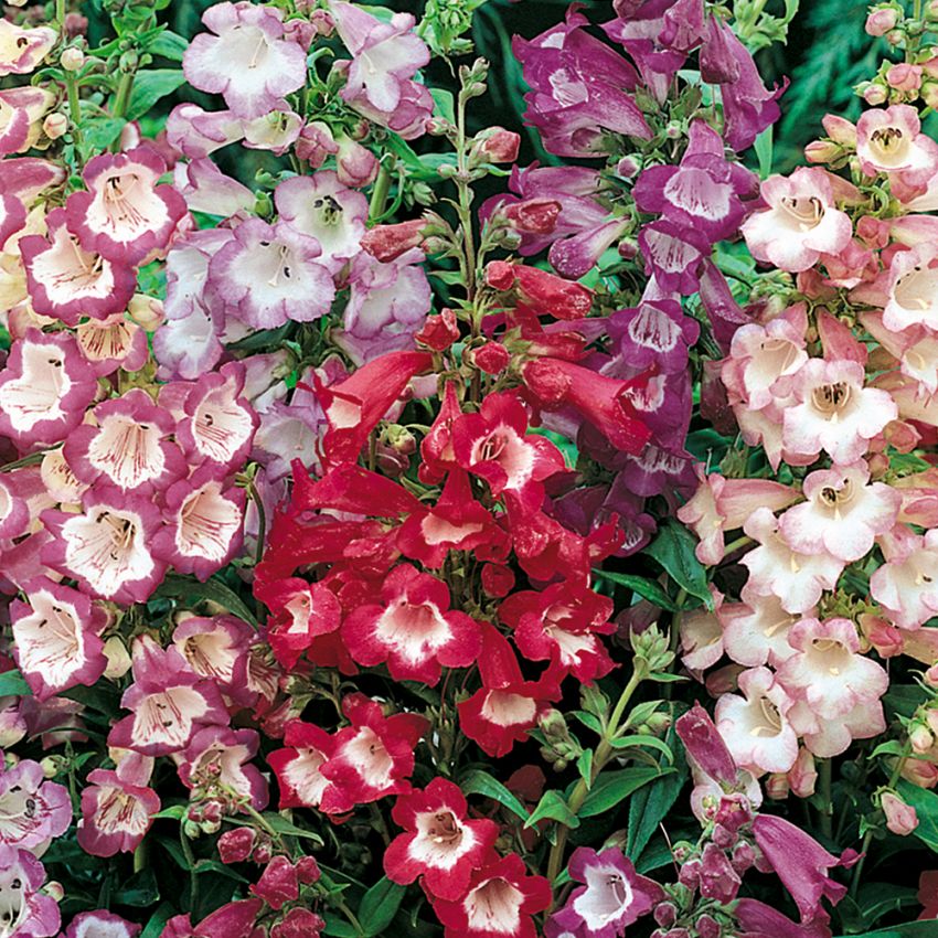 Rørblomst 'Sensation' i gruppen Frø / Ettårige blomster hos Impecta Fröhandel (8639)