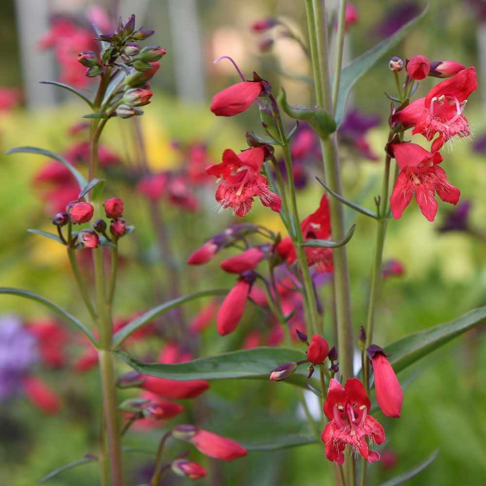 Skjeggrørblomst 'Twizzle Scarlet' i gruppen Frø / Ettårige blomster hos Impecta Fröhandel (86392)