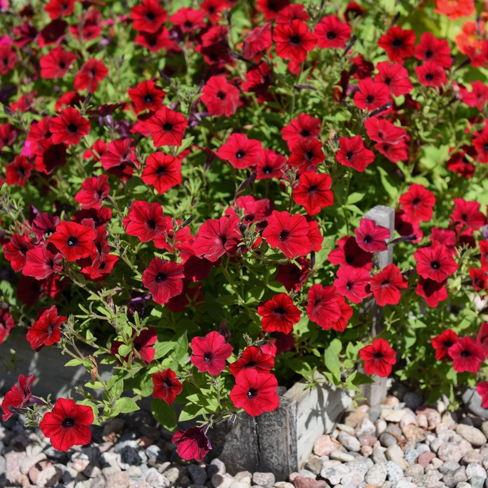 Petunia F1 'Tidal Wave Red Velour' i gruppen Frø / Ettårige blomster hos Impecta Fröhandel (86412)