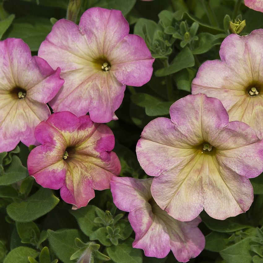 Petunia F1 'Debonair Dusty Rose' i gruppen Frø / Ettårige blomster hos Impecta Fröhandel (86413)