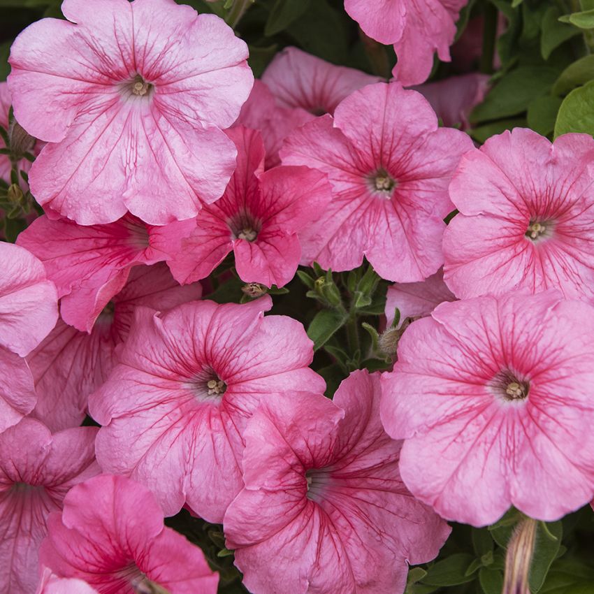 Petunia F1 'Yvetta' i gruppen Frø / Ettårige blomster hos Impecta Fröhandel (86418)