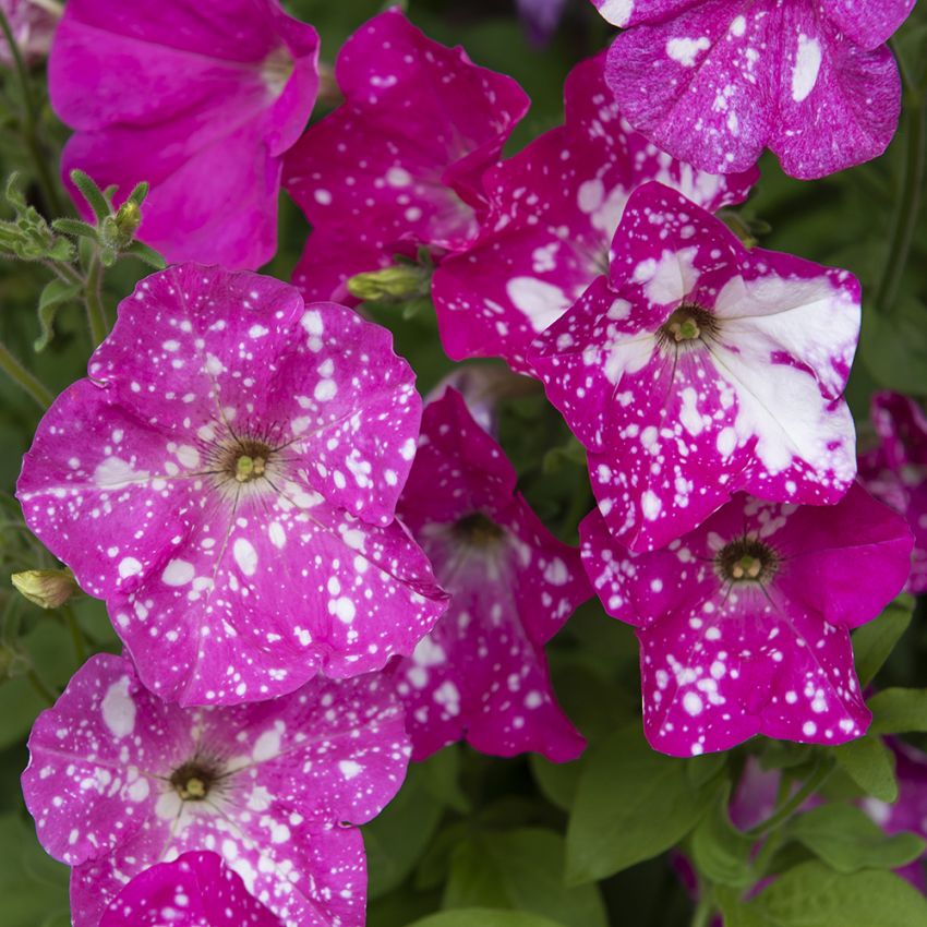 Petunia F1 'Dot Star Deep Pink' i gruppen Frø / Ettårige blomster hos Impecta Fröhandel (86421)