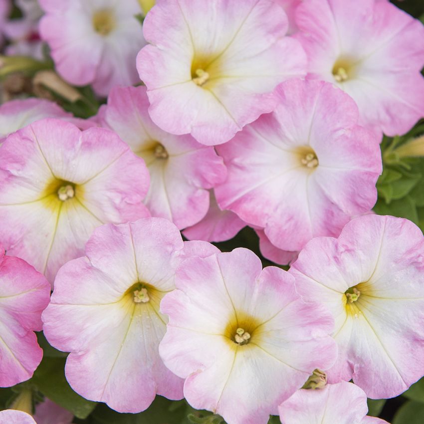 Petunia F1 'Trilogy Salmon Morn' i gruppen Frø / Ettårige blomster hos Impecta Fröhandel (86422)