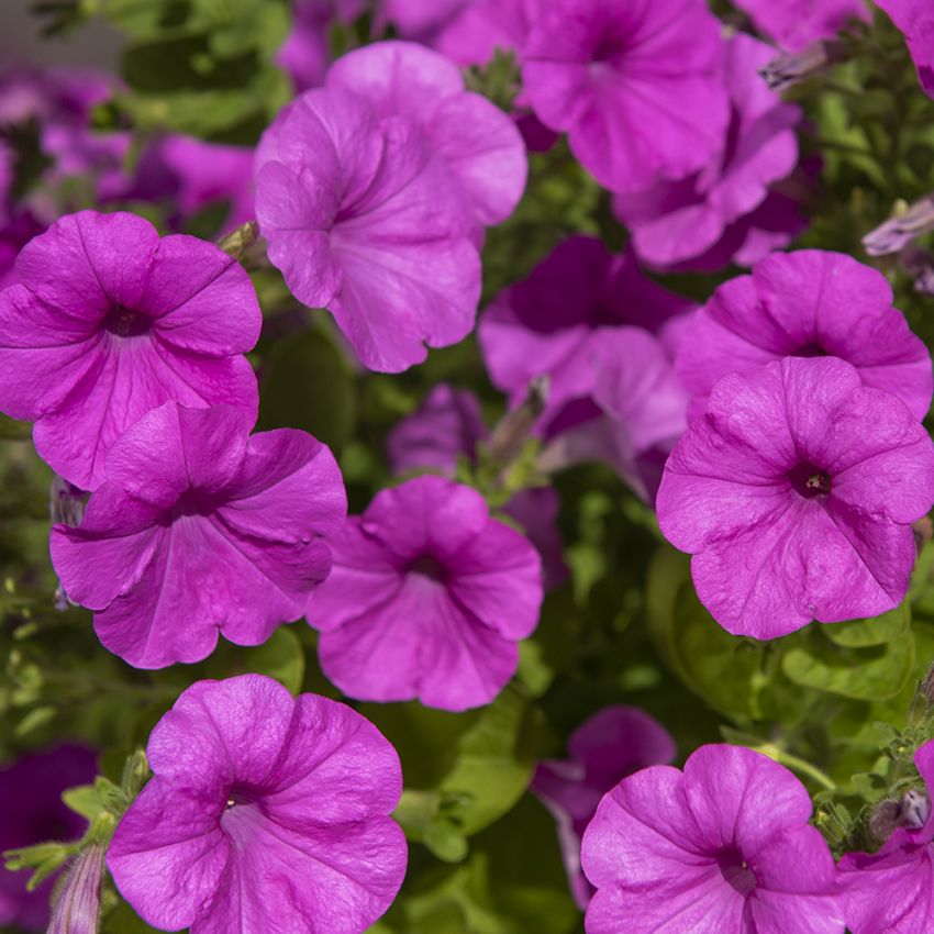 Petunia F1 'Explorer Lavender' i gruppen Frø / Ettårige blomster hos Impecta Fröhandel (86423)