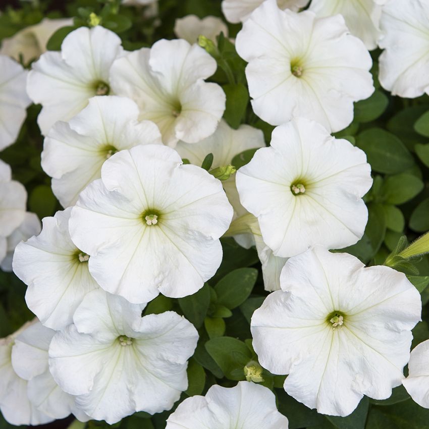 Petunia F1 ''Trilogy Lime''