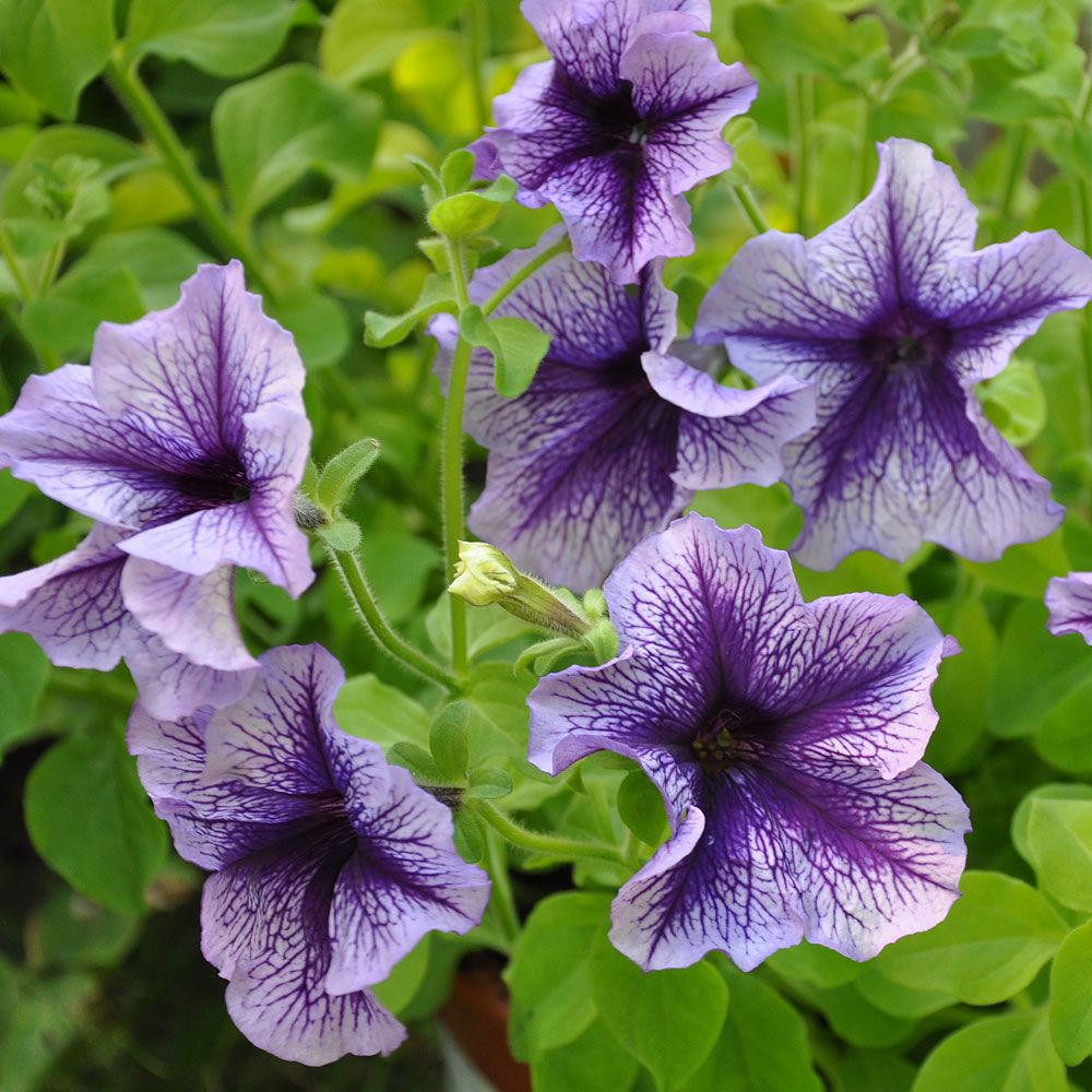 Petunia F1 'Daddy Blue' i gruppen Frø / Ettårige blomster hos Impecta Fröhandel (86430)