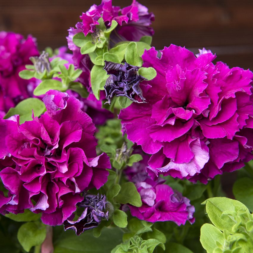 Petunia F1 ''Double Cascade Burgundy''