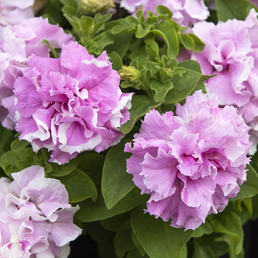 Petunia F1 ''Double Cascade Orchid Mist''