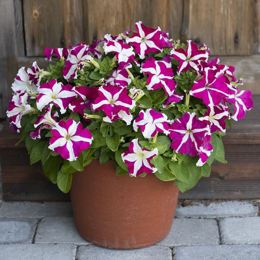 Petunia F1 'Success! HD Rose Star' i gruppen Frø / Ettårige blomster hos Impecta Fröhandel (86455)