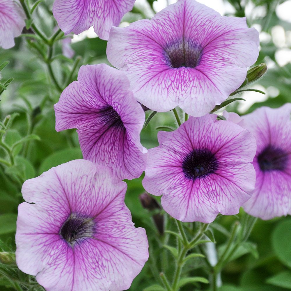 Hengepetunia F1 'Shock Wave Pink Vein' i gruppen Frø / Ettårige blomster hos Impecta Fröhandel (86460)