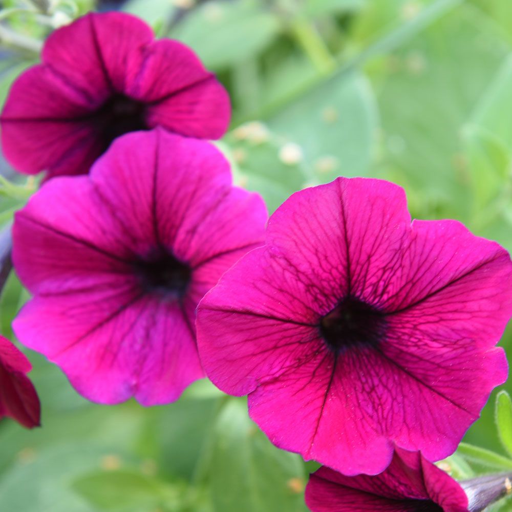 Hengepetunia F1 'Shock Wave Deep Purple' i gruppen Frø / Ettårige blomster hos Impecta Fröhandel (86461)