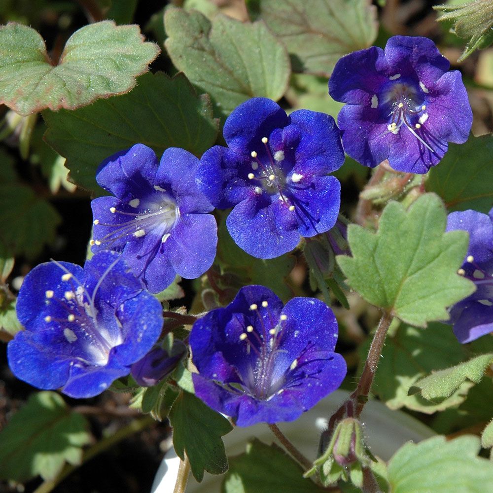 Klokkehonningurt 'Blue Wonder' i gruppen Frø / Ettårige blomster hos Impecta Fröhandel (8650)