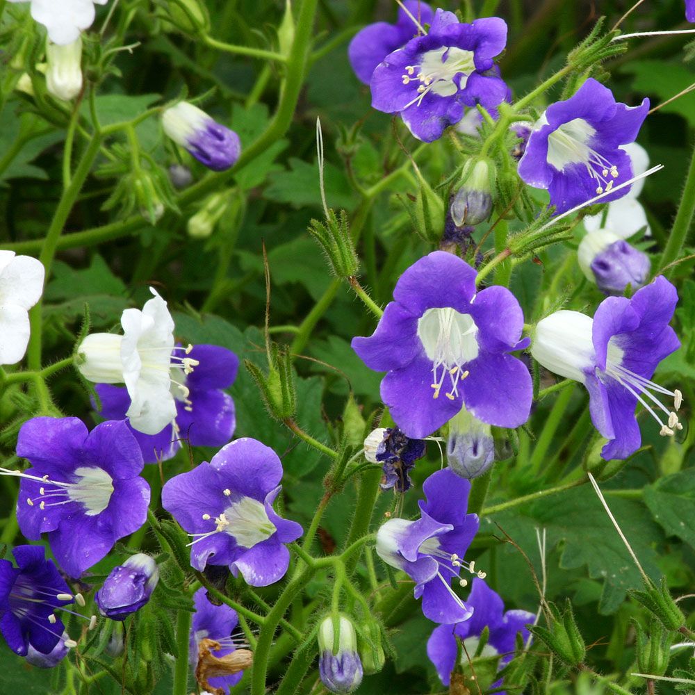 Honningurt 'Summertime Blues' i gruppen Frø / Ettårige blomster hos Impecta Fröhandel (8654)