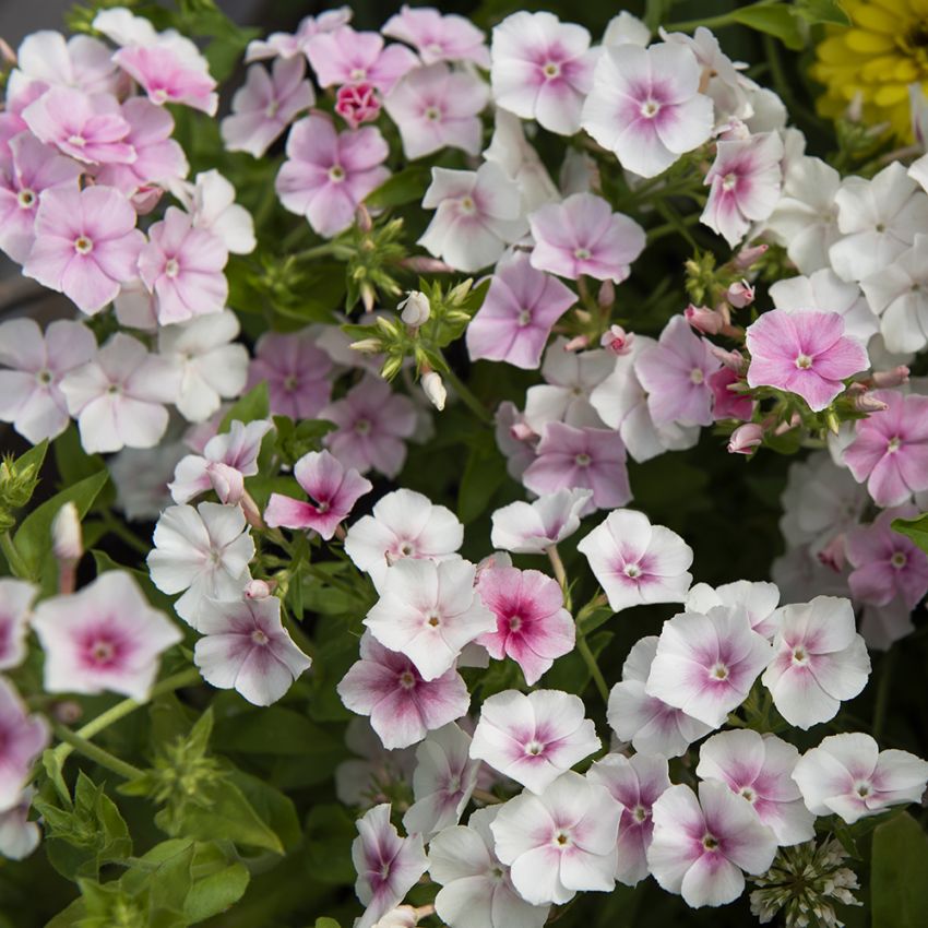 Sommerfloks 'Blushing Bride' i gruppen Frø / Ettårige blomster hos Impecta Fröhandel (86730)
