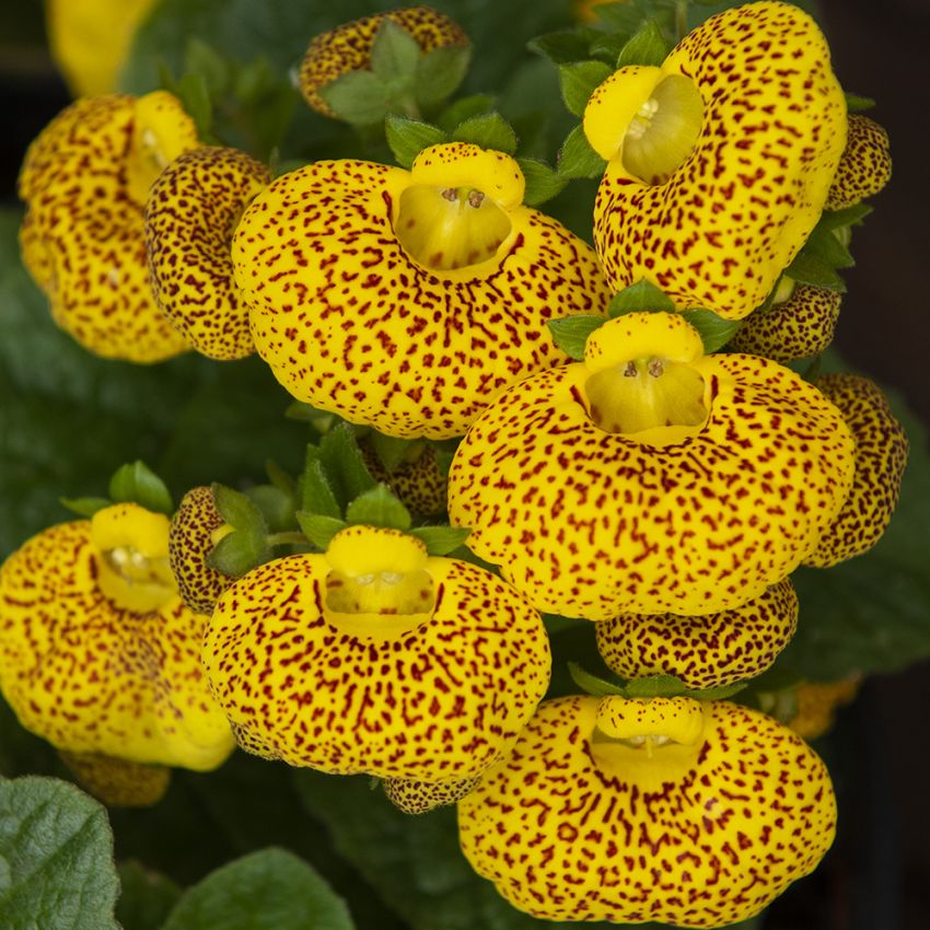 Tøffelblomst F1 'Dainty Yellow with Spots' i gruppen Frø / Ettårige blomster hos Impecta Fröhandel (86800)