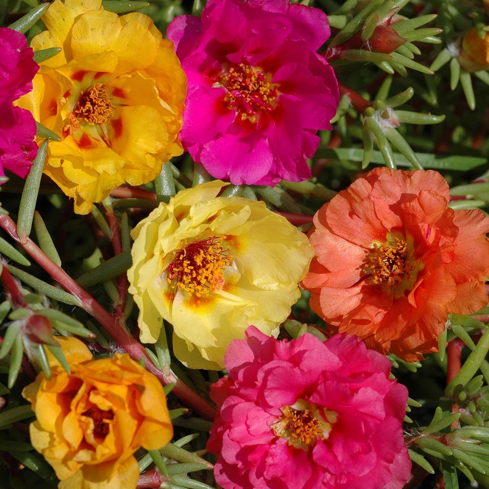 Prydportulakk 'Sundial' i gruppen Frø / Ettårige blomster hos Impecta Fröhandel (8681)