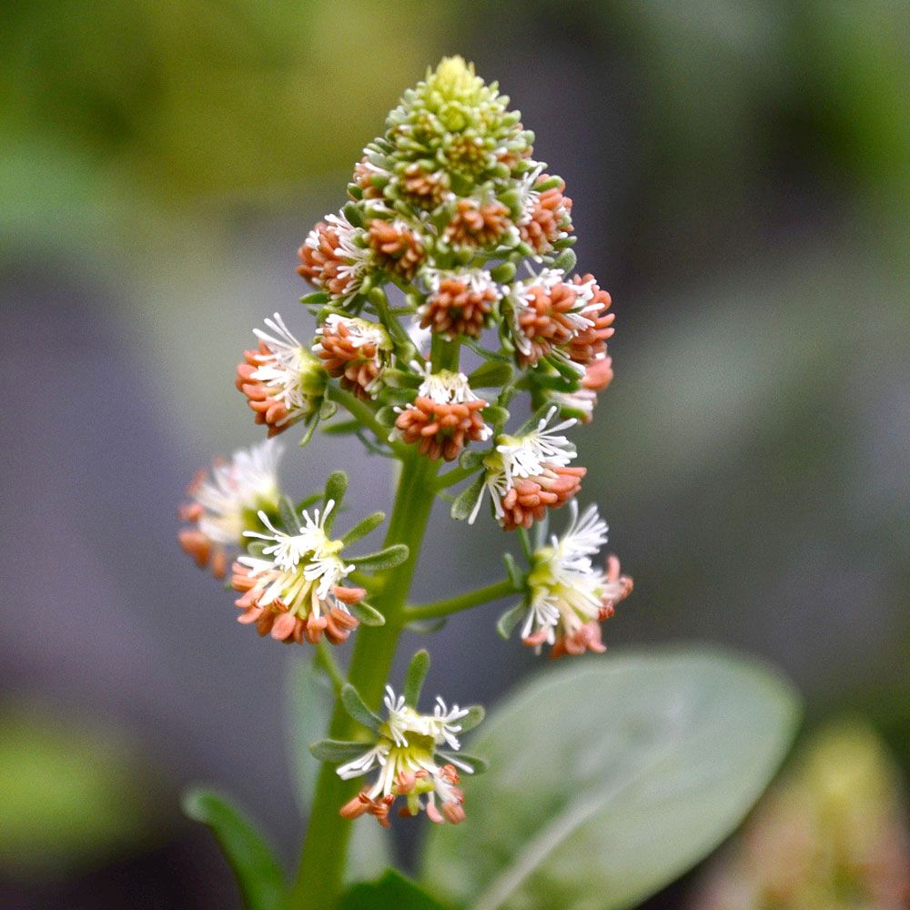 Hagereseda 'Ameliorata' i gruppen Frø / Ettårige blomster hos Impecta Fröhandel (8690)