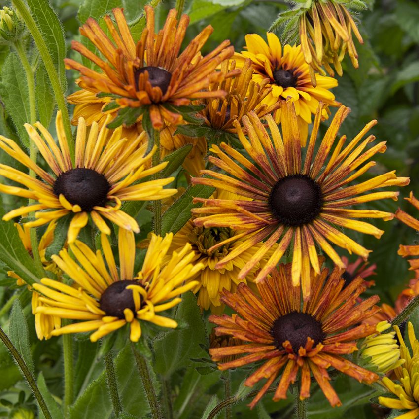 Sommersolhatt 'Chim Chiminee' i gruppen Frø / Ettårige blomster hos Impecta Fröhandel (87002)