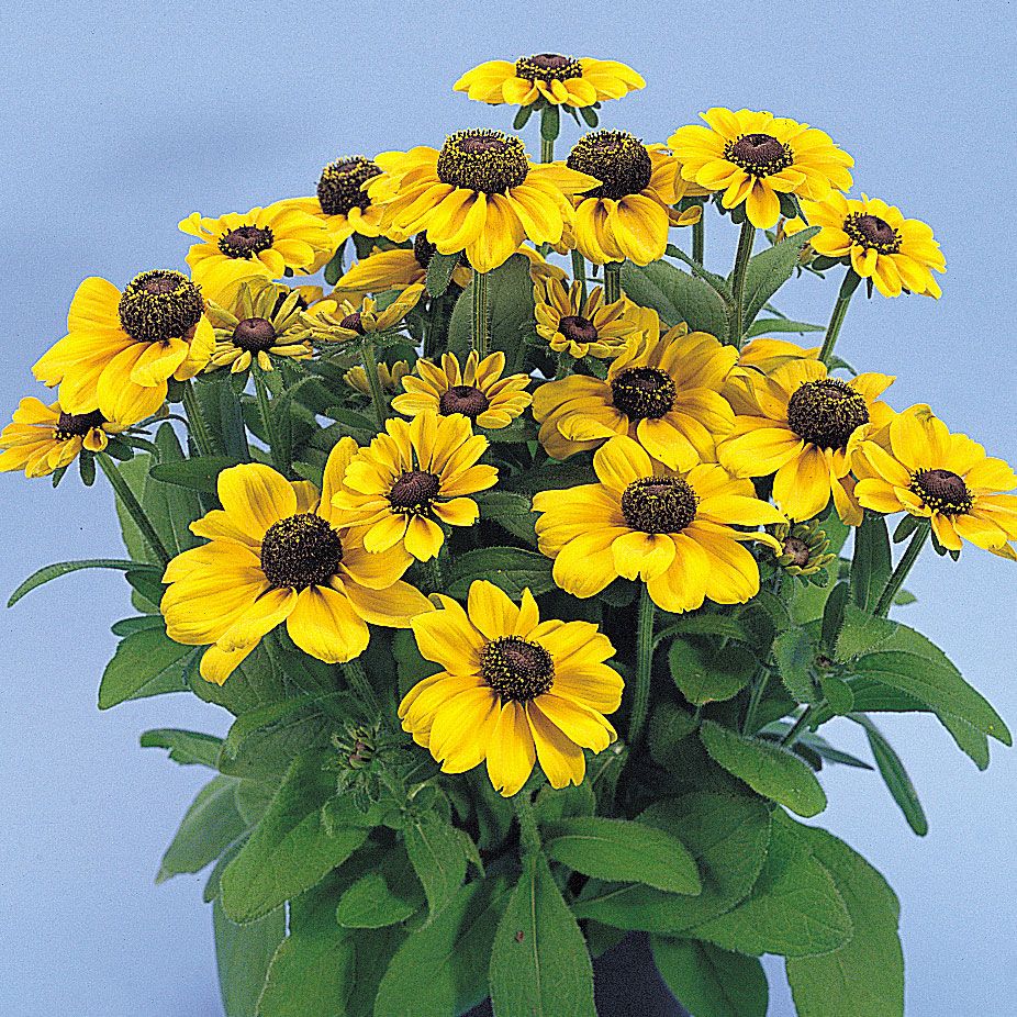 Sommersolhatt 'Toto' i gruppen Frø / Ettårige blomster hos Impecta Fröhandel (8701)