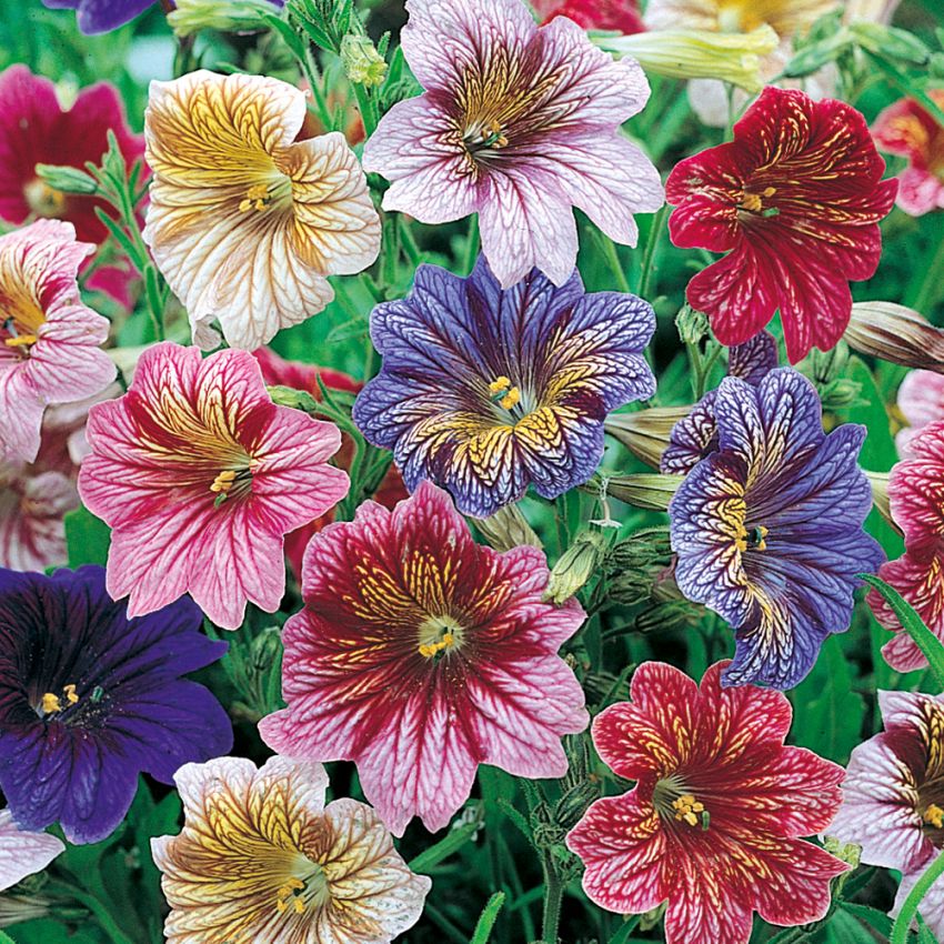 Trompetblomst F2 'Bolero' i gruppen Frø / Ettårige blomster hos Impecta Fröhandel (8703)