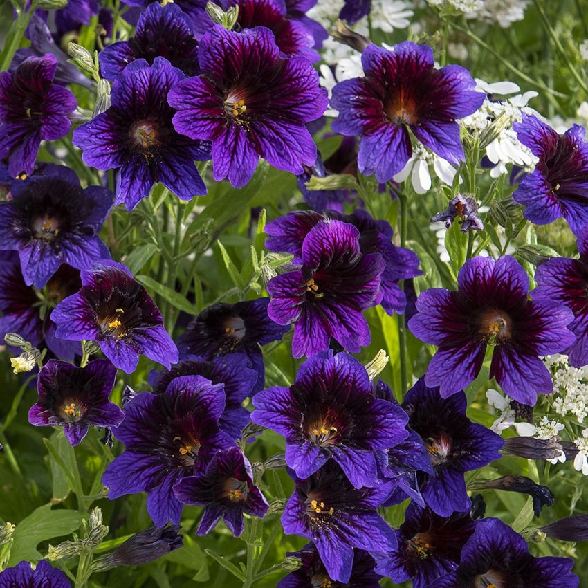 Trompetblomst 'Kew Blue' i gruppen Frø / Ettårige blomster hos Impecta Fröhandel (87040)