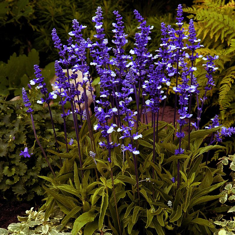 Duggsalvie 'Fairy Queen' i gruppen Frø / Ettårige blomster hos Impecta Fröhandel (8706)