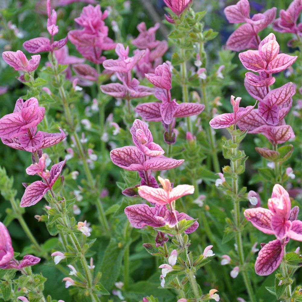 Dusksalvie 'Pink Sundae' i gruppen Frø / Ettårige blomster hos Impecta Fröhandel (8708)