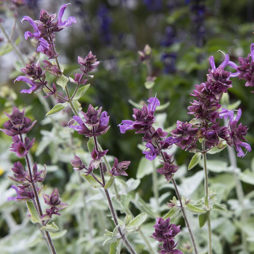 Kanarisk salvie 'Lancelot' i gruppen Frø / Ettårige blomster hos Impecta Fröhandel (87100)