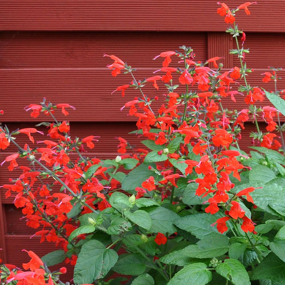 Rødsalvie 'Summer Jewel Red' i gruppen Frø / Ettårige blomster hos Impecta Fröhandel (8714)