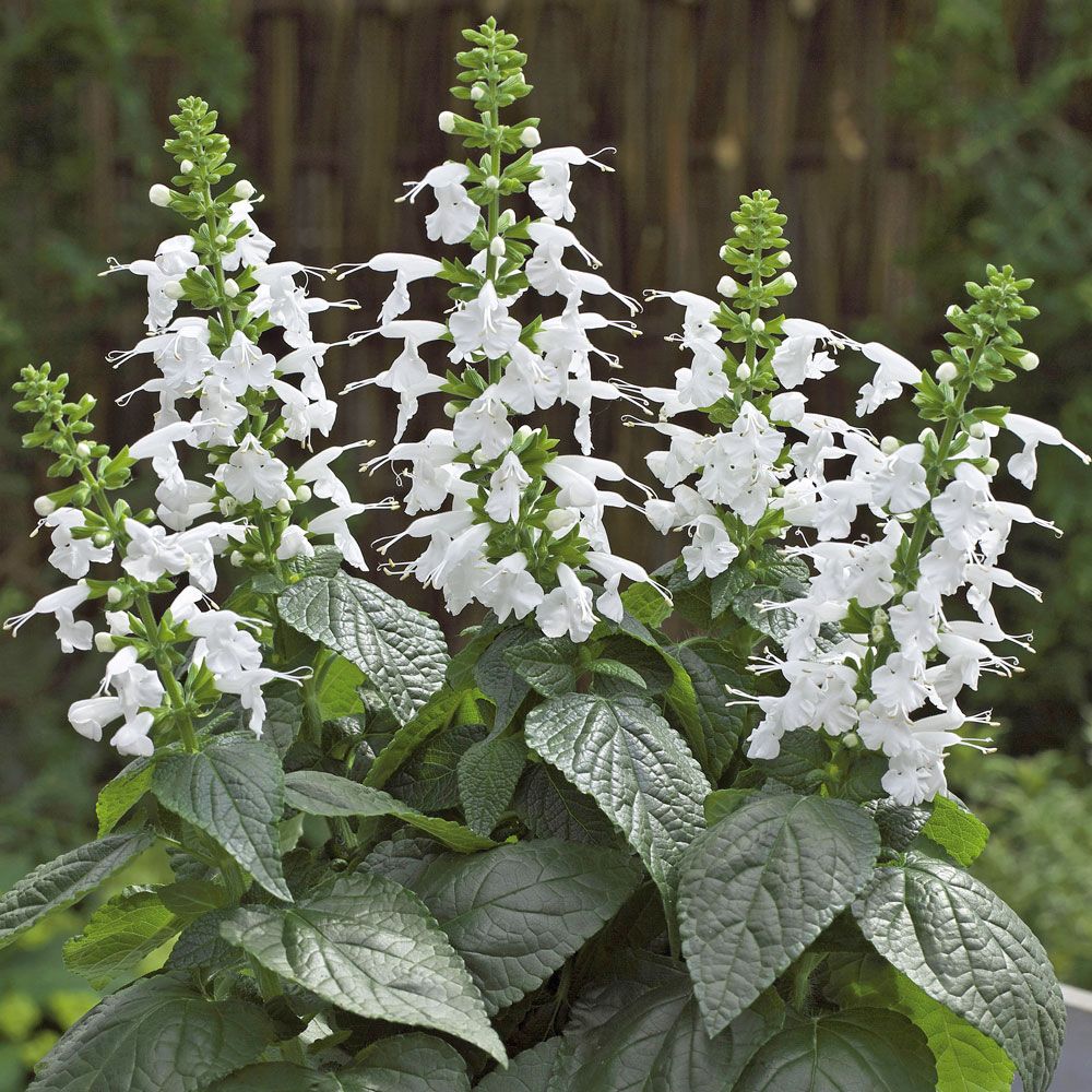 Rødsalvie 'Summer Jewel White' i gruppen Frø / Ettårige blomster hos Impecta Fröhandel (87142)