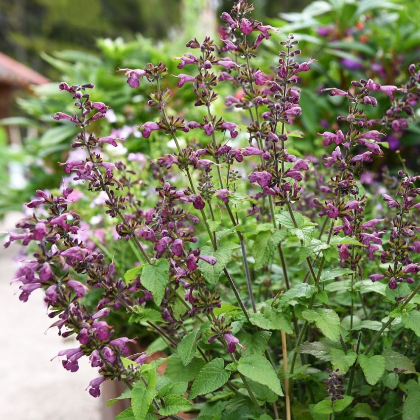 Rødsalvie 'Summer Jewel Lavender' i gruppen Frø / Ettårige blomster hos Impecta Fröhandel (87143)